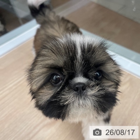 シー・ズーの写真