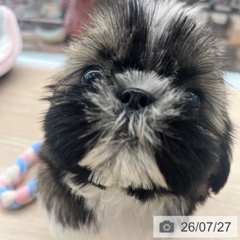 シー・ズーの写真