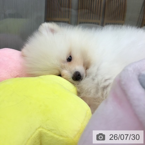東京都のポメラニアン (ペットプラス むさし村山店/2026年5月28日生まれ/男の子/ホワイトクリーム)の子犬の4枚目の画像