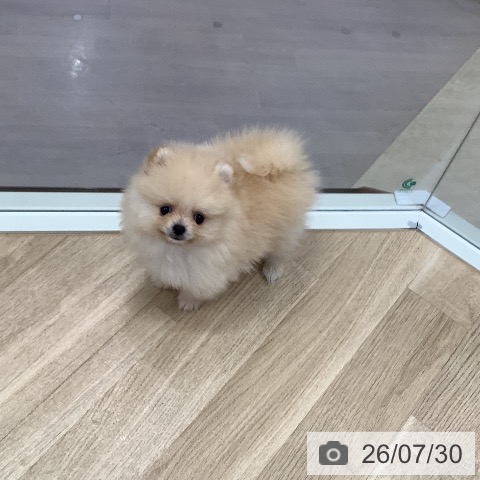 東京都のポメラニアン (ペットプラス 日の出店/2026年5月28日生まれ/男の子/クリーム)の子犬の4枚目の画像