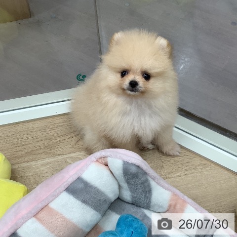 東京都のポメラニアン (ペットプラス 日の出店/2026年5月28日生まれ/男の子/クリーム)の子犬の3枚目の画像