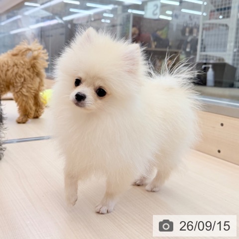 ポメラニアンの写真