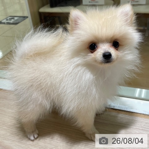 東京都のポメラニアン (ペットプラス 板橋店/2026年5月23日生まれ/男の子/クリーム)の子犬の4枚目の画像