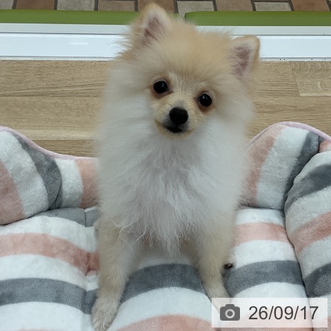 群馬県のポメラニアン (ペットプラス 前橋店/2026年5月23日生まれ/男の子/クリーム)の子犬の4枚目の画像