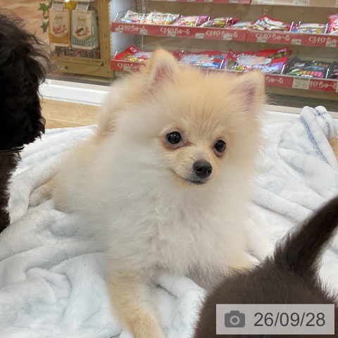 群馬県のポメラニアン (ペットプラス 前橋店/2026年5月23日生まれ/男の子/クリーム)の子犬の4枚目の画像