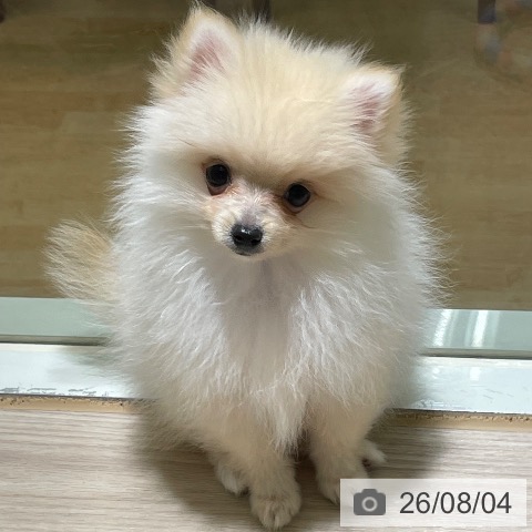 東京都のポメラニアン (ペットプラス 板橋店/2026年5月23日生まれ/男の子/クリーム)の子犬の3枚目の画像