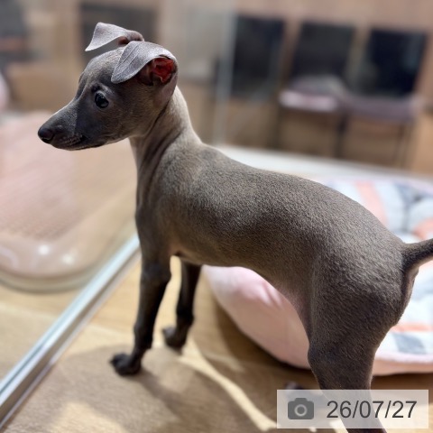 イタリアン・グレーハウンドの写真