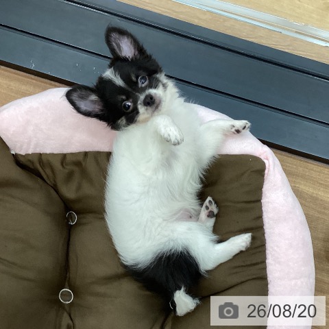 チワワの写真