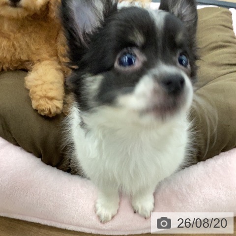 チワワの写真
