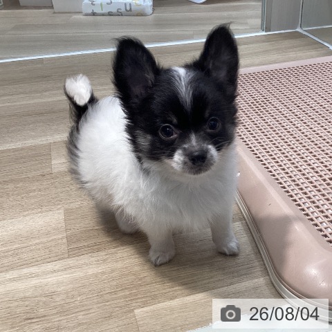 チワワの写真