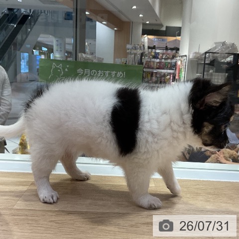 チワワの写真