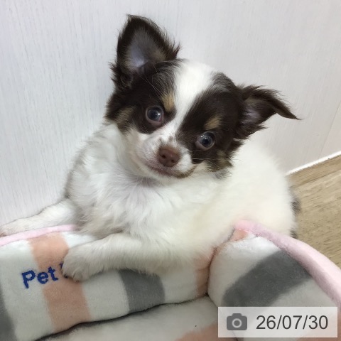 チワワの写真
