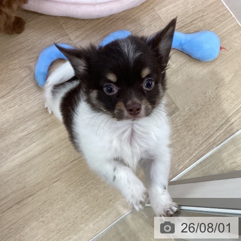 チワワの写真