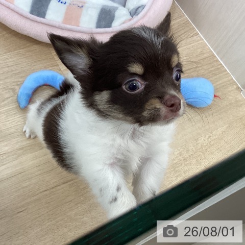 チワワの写真