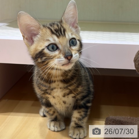 奈良県のベンガル (ペットプラス 大和郡山店/2026年5月29日生まれ/男の子/ブラウンマーブルタビー)の子猫の4枚目の画像