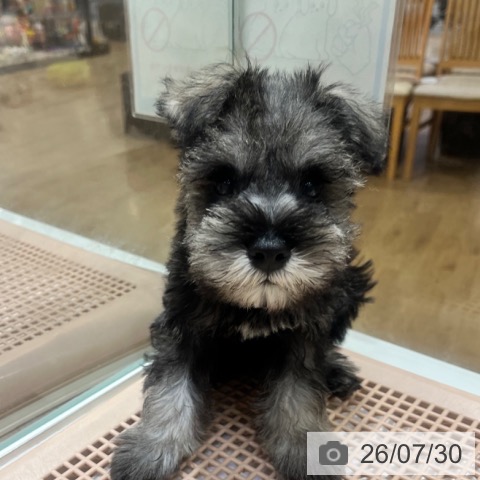 大阪府のミニチュアシュナウザー (ペットプラス 堺鉄砲町店/2026年5月28日生まれ/男の子/ソルトペッパー)の子犬の3枚目の画像
