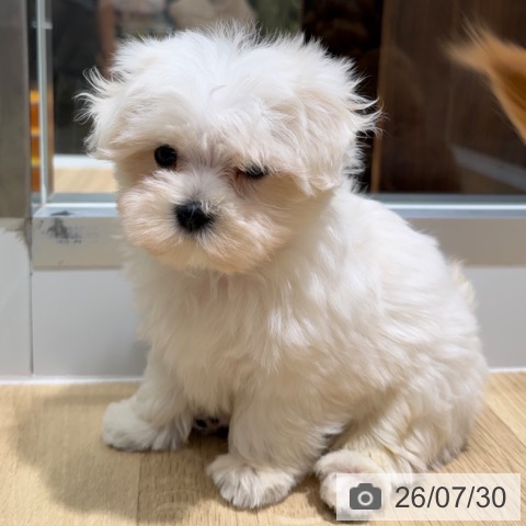 マルチーズの写真