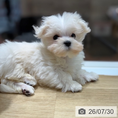 マルチーズの写真