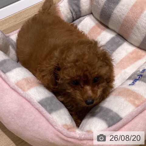 新潟県のトイプードル(トイ) (ペットプラス 新潟亀田インター店/2026年5月21日生まれ/男の子/レッドフォーン)の子犬の4枚目の画像