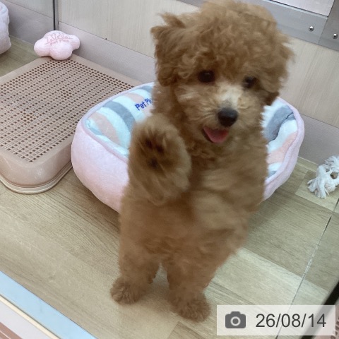 兵庫県のトイプードル(トイ) (ペットプラス 姫路大津店/2026年5月27日生まれ/男の子/レッドフォーン)の子犬の4枚目の画像