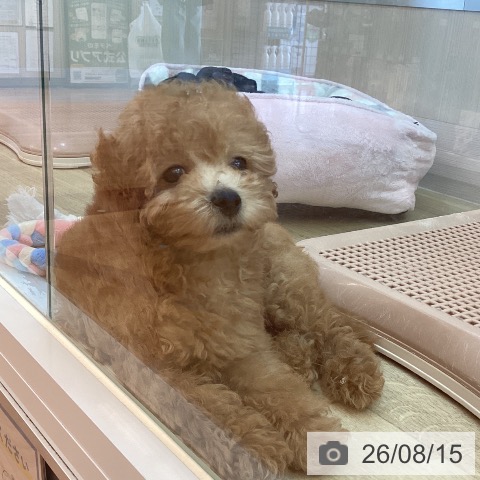 兵庫県のトイプードル(トイ) (ペットプラス 姫路大津店/2026年5月27日生まれ/男の子/レッドフォーン)の子犬の3枚目の画像