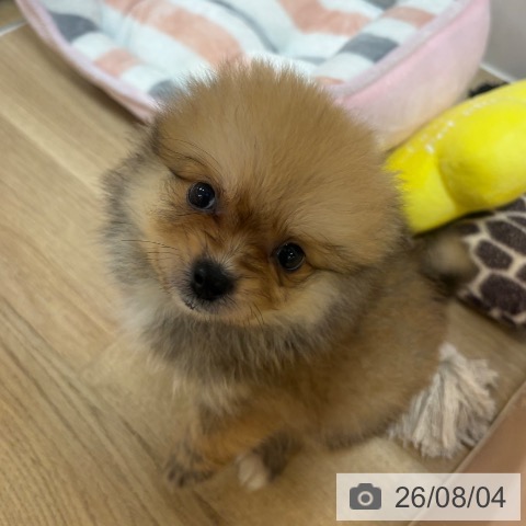 京都府のポメラニアン (ペットプラス イオンモールKYOTO店/2026年5月31日生まれ/男の子/オレンジ)の子犬の4枚目の画像