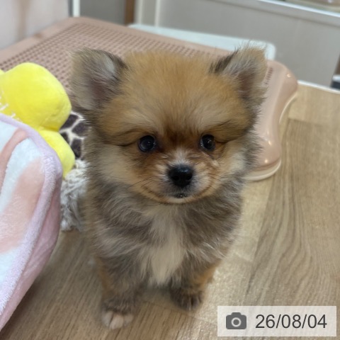 京都府のポメラニアン (ペットプラス イオンモールKYOTO店/2026年5月31日生まれ/男の子/オレンジ)の子犬の3枚目の画像