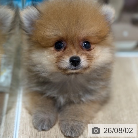 兵庫県のポメラニアン (ペットプラス 神戸三宮店/2026年5月31日生まれ/女の子/オレンジ)の子犬の4枚目の画像