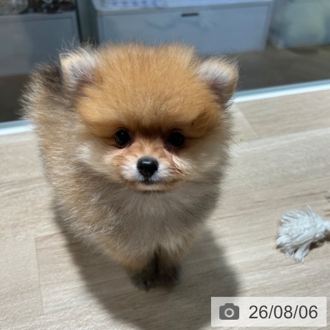 ポメラニアンの写真