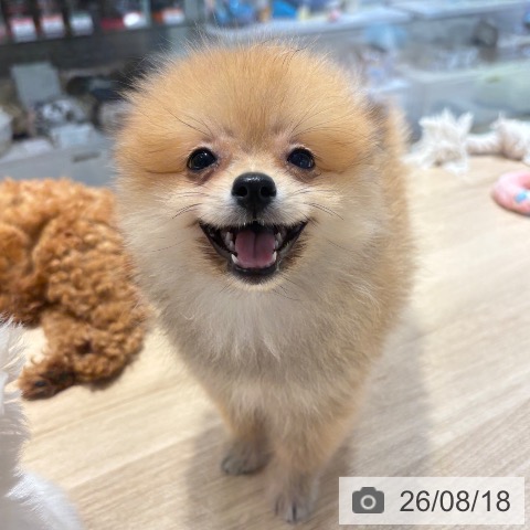 ポメラニアンの写真