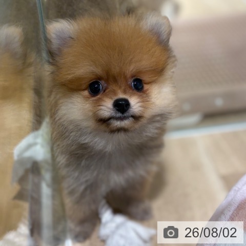 兵庫県のポメラニアン (ペットプラス 神戸三宮店/2026年5月31日生まれ/女の子/オレンジ)の子犬の3枚目の画像