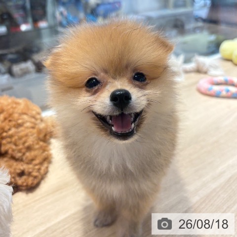 ポメラニアンの写真