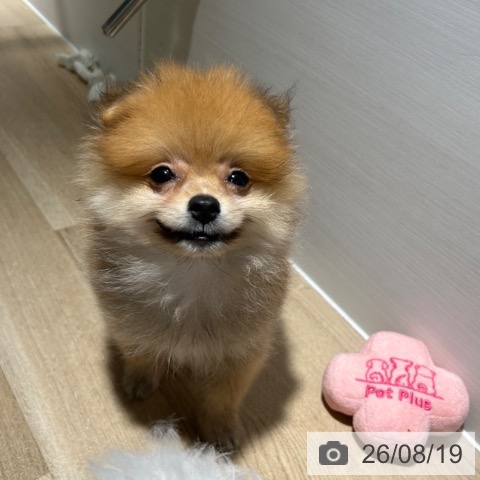 ポメラニアンの写真