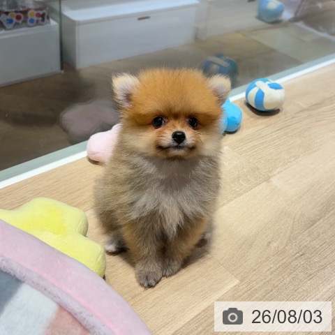 兵庫県のポメラニアン (ペットプラス 明石店/2026年5月31日生まれ/女の子/オレンジ)の子犬の4枚目の画像