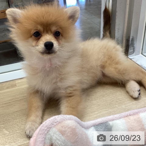 ポメラニアンの写真