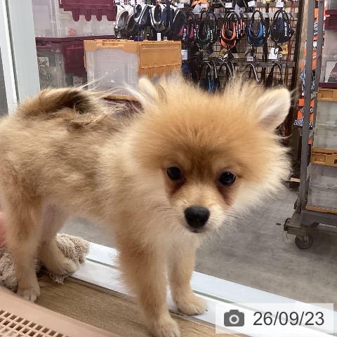 兵庫県のポメラニアン (ペットプラス 明石店/2026年5月31日生まれ/女の子/オレンジ)の子犬の4枚目の画像