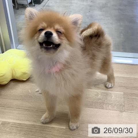 ポメラニアンの写真