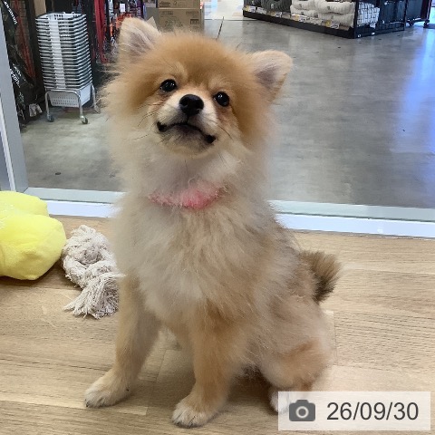 兵庫県のポメラニアン (ペットプラス 明石店/2026年5月31日生まれ/女の子/オレンジ)の子犬の4枚目の画像