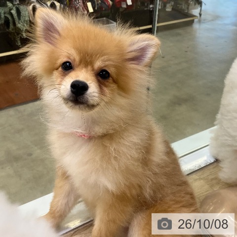 兵庫県のポメラニアン (ペットプラス 姫路大津店/2026年5月31日生まれ/女の子/オレンジ)の子犬の4枚目の画像