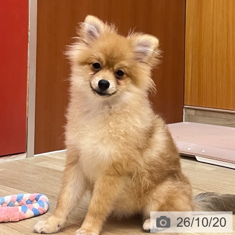 兵庫県のポメラニアン (ペットプラス 姫路大津店/2026年5月31日生まれ/女の子/オレンジ)の子犬の4枚目の画像