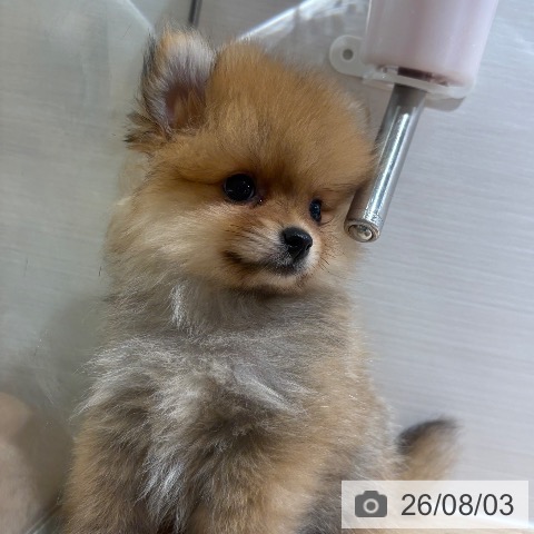 兵庫県のポメラニアン (ペットプラス 神戸三宮店/2026年5月31日生まれ/女の子/オレンジ)の子犬の4枚目の画像
