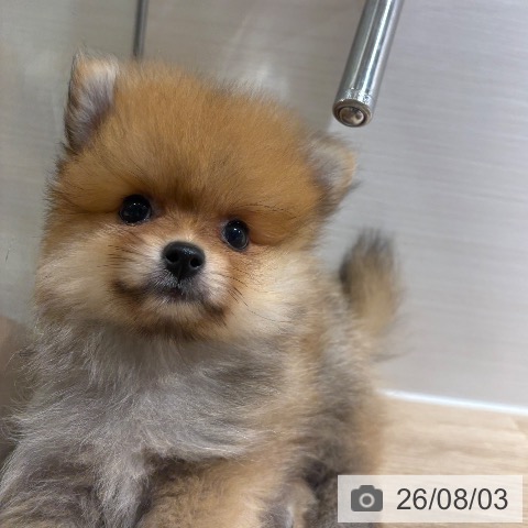 兵庫県のポメラニアン (ペットプラス 神戸三宮店/2026年5月31日生まれ/女の子/オレンジ)の子犬の3枚目の画像