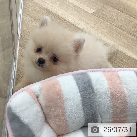 ポメラニアンの写真