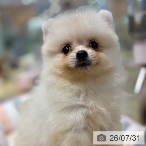 ポメラニアンの写真