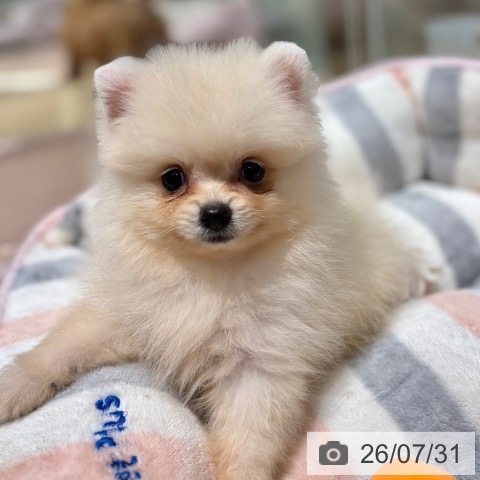 ポメラニアンの写真
