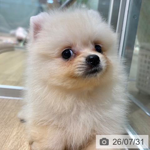 ポメラニアンの写真
