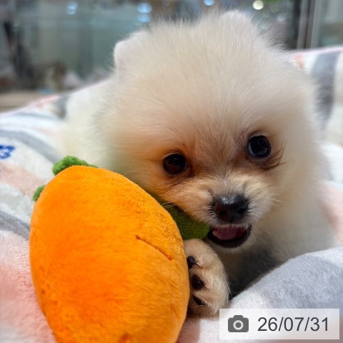 ポメラニアンの写真
