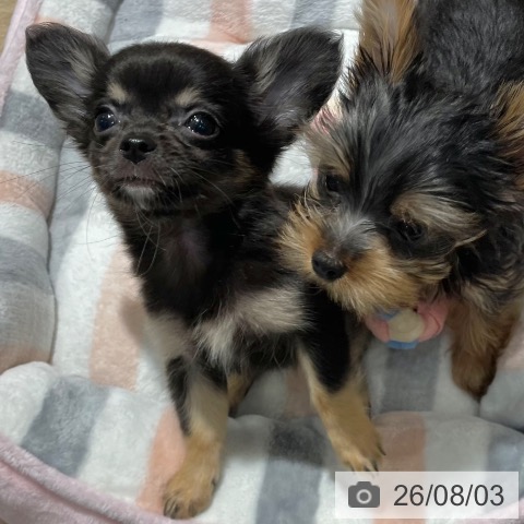 大阪府のチワワ(ロング) (ペットプラス イオン大日店/2026年6月1日生まれ/女の子/ブラックタン)の子犬の4枚目の画像
