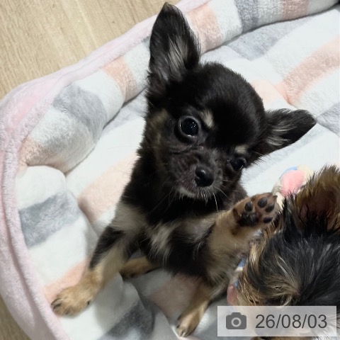 大阪府のチワワ(ロング) (ペットプラス イオン大日店/2026年6月1日生まれ/女の子/ブラックタン)の子犬の3枚目の画像