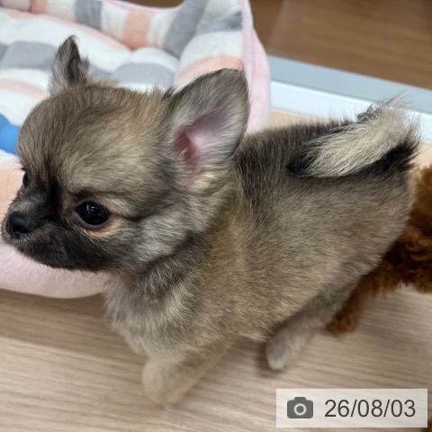 チワワの写真